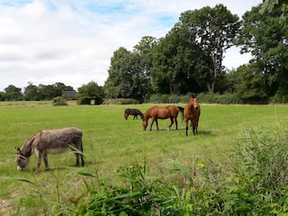 Vakantieappartement Fedderwardersiel Buitenaudio-opname 7
