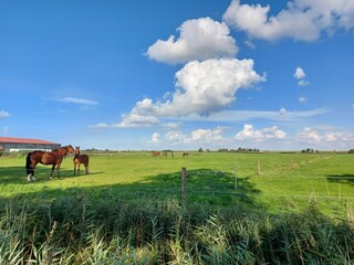 Appartamento per vacanze Fedderwardersiel Ambiente 31