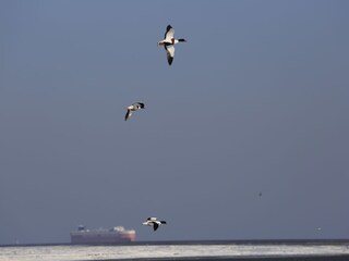 Vakantieappartement Fedderwardersiel Omgeving 32