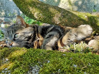 Holiday apartment Österreich Outdoor Recording 12