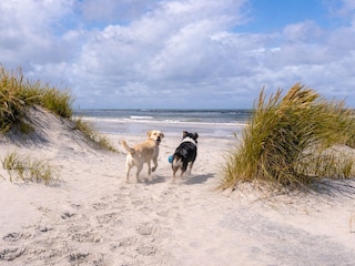 Urlaub mit Hund auf Ameland