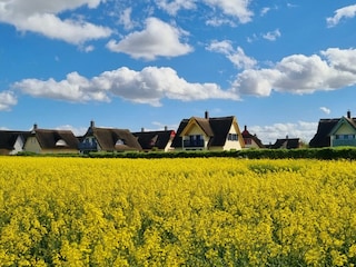 Ferienhaus Zierow Umgebung 19