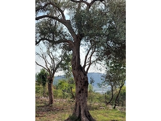 Olivenhain