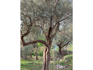 hauseigener Olivenhain