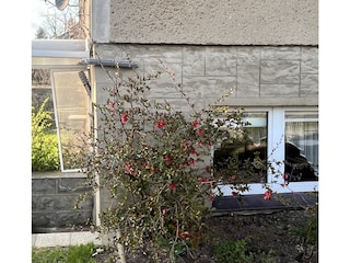 Eingang mit Rasenfläche