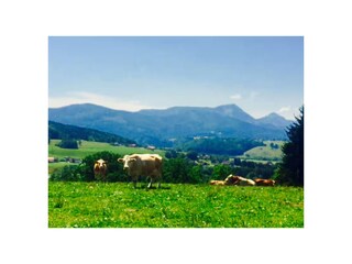 Unsere Kühe auf der Weide