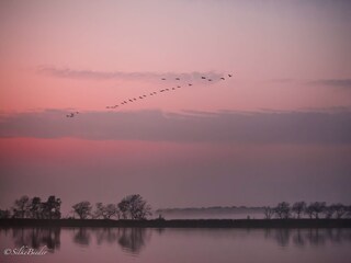 Herbstlicher Kranichzug