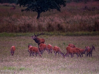 Hirschbrunft im Darßer Wald