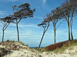 Integral Immobilien: Dein Darß Urlaub - Natur genießen am Darßer Weststrand