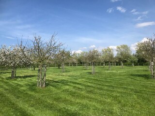 Obstgarten