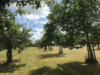 Obstgarten