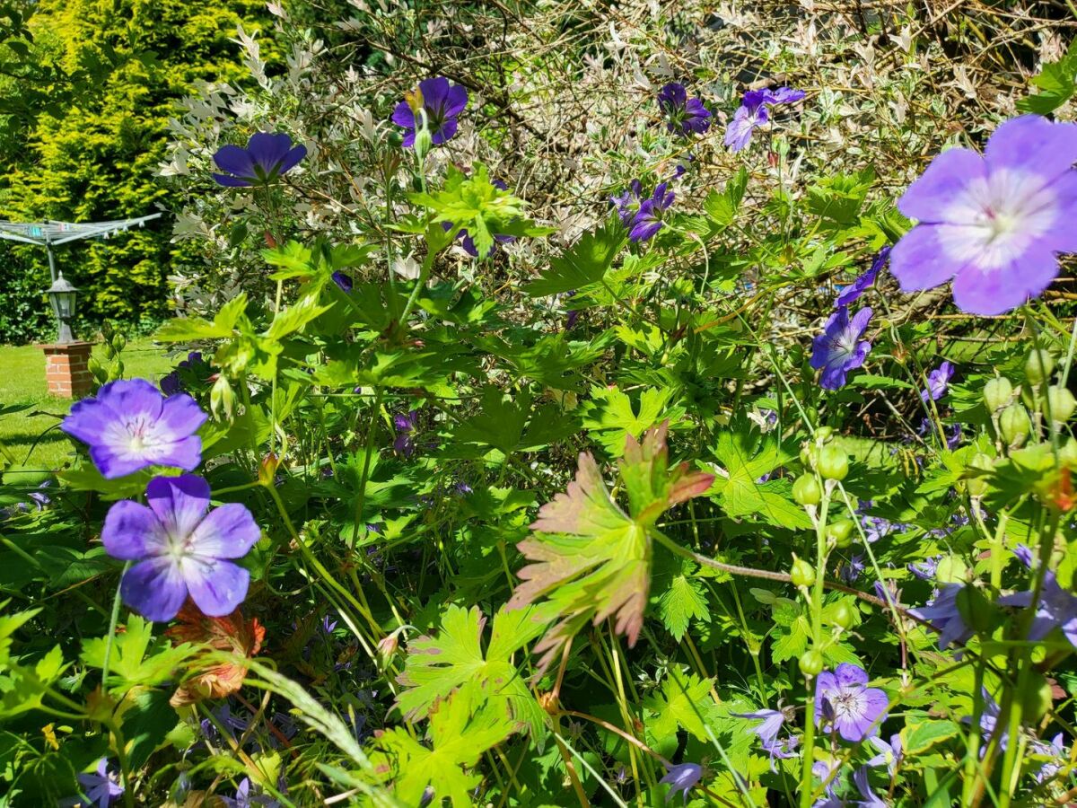 Gemeinschaftsgarten