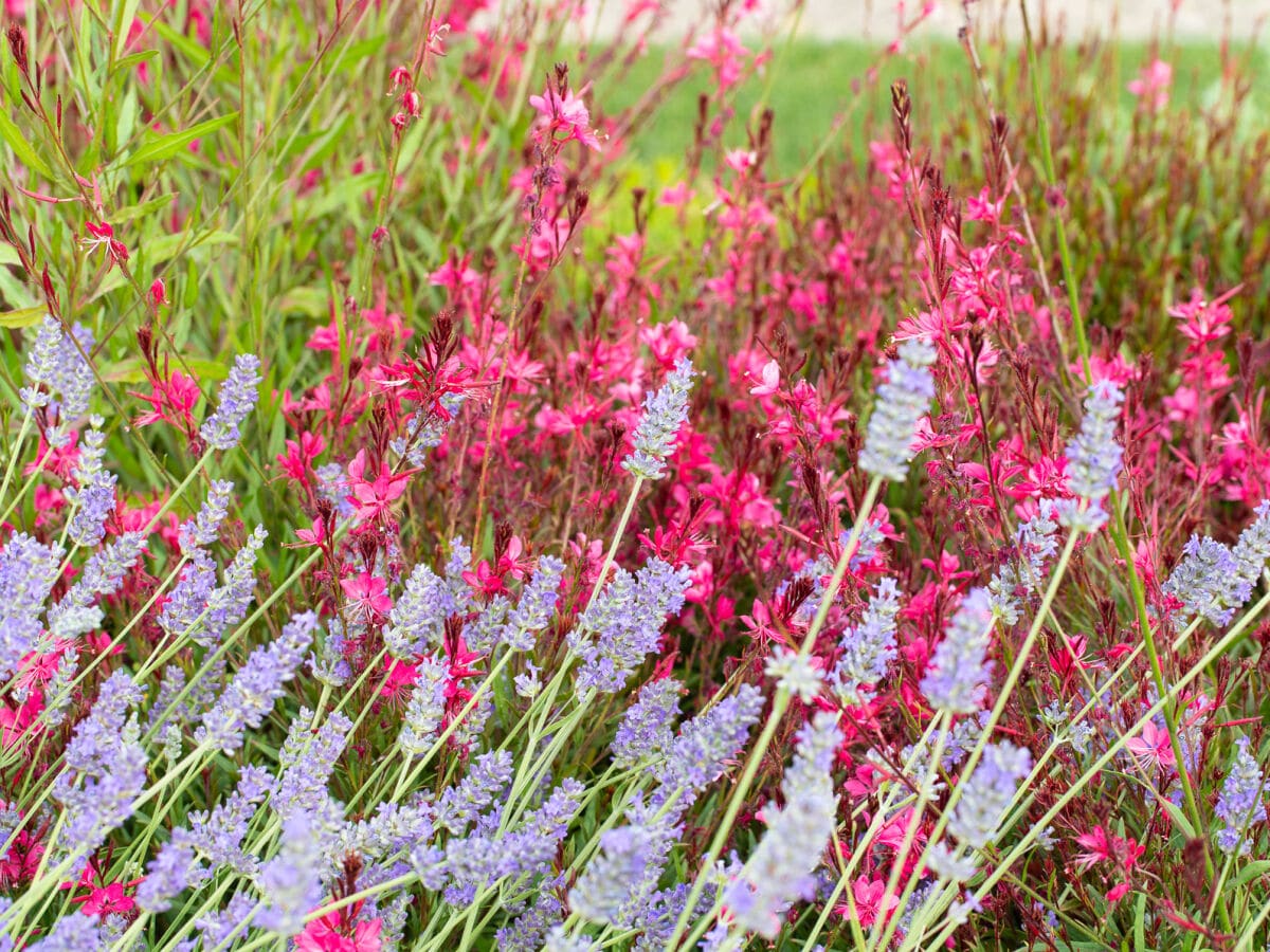 Garten im Sommer