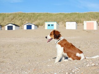 Vakantiehuis De Waal Omgeving 14