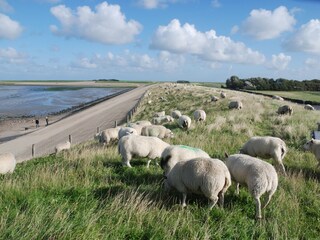 Appartamento De Koog Ambiente 15