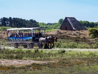 Maison de vacances De Cocksdorp Environnement 24