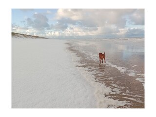 Maison de vacances De Koog Environnement 15
