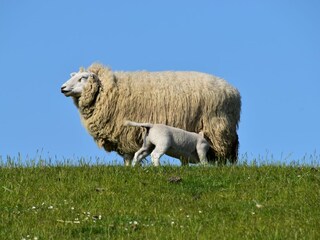 Ferienwohnung Vollerwiek Umgebung 1