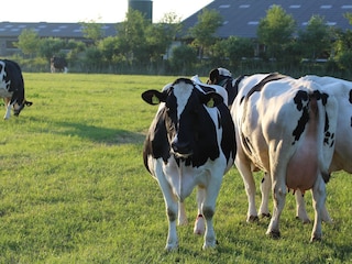 Ferienwohnung Vollerwiek Umgebung 3