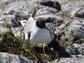 Ferienwohnung Vollerwiek Umgebung 4