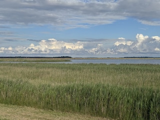 Boddenlandschaft