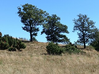 Umgebung im Sommer