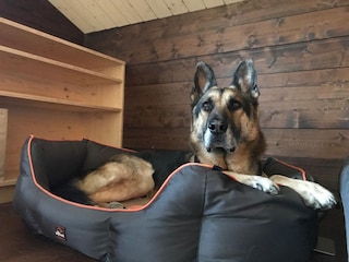 Hund im Bett