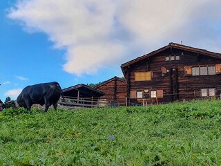 Haus mit Ehringer Kuh