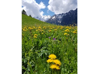 Wiese und Gletscher