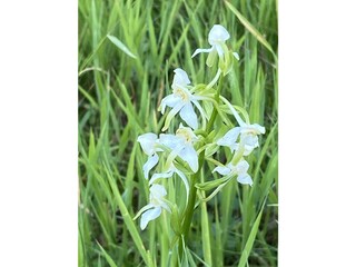 wilde Orchidee