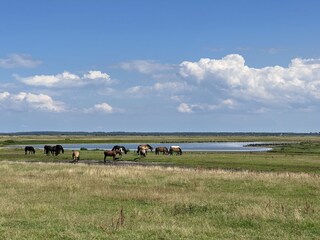 Vakantiehuis Dranske Document 45