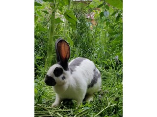 Appartamento Umhausen Ambiente 16