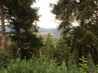 Harzblick