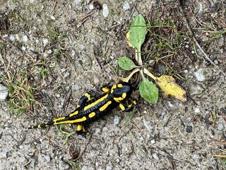 Auch ich wohne hier im Harz