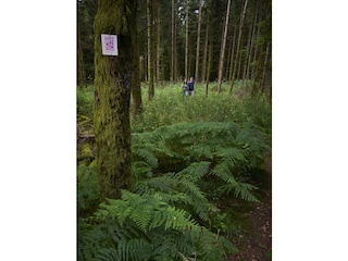 Traumschleifchen Dä hohle Wää, Hermeskeil