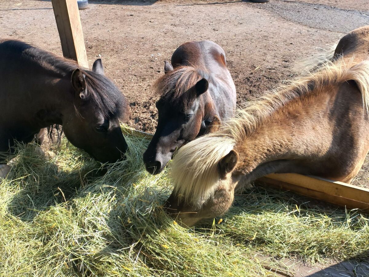 Pony`s am Stallhäuslhof