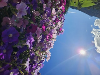Blumen im Sommer