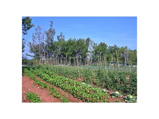 Villa Kanfanar Registrazione all'aperto 12