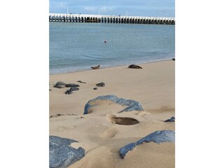 Seehunde bei Oosteende