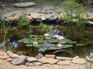 Ein Becken für die Libellen