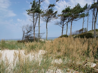 Ferienwohnung Born an der Darß Umgebung 19
