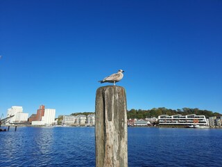 Appartement Niendorf (Ostsee) Environnement 35