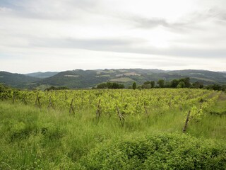 Bauernhof Castiglione d'Orcia Umgebung 35