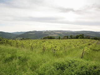 Bauernhof Castiglione d'Orcia Umgebung 32
