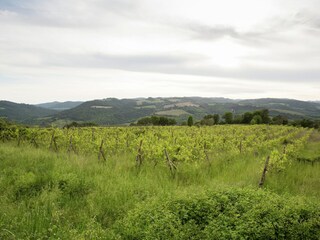 Casa de campo Castiglione d'Orcia Entorno 37