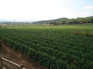 Bauernhof Suvereto Umgebung 39