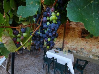 Type de propriété : Ferme Villastrada Umbra  33