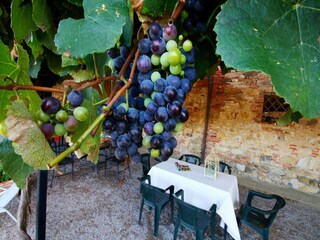 Fattoria Villastrada Umbra Registrazione all'aperto 19