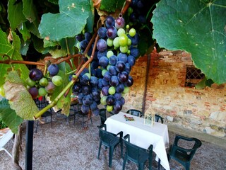 Type de propriété : Ferme Villastrada Umbra Enregistrement extérieur 17
