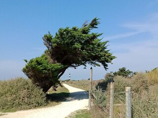 Maison de vacances Saint-Georges-d'Oléron Environnement 19